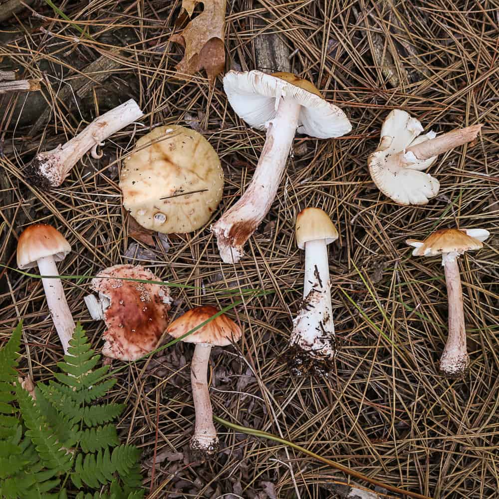 Amanita amerirubescens from Wisconsin