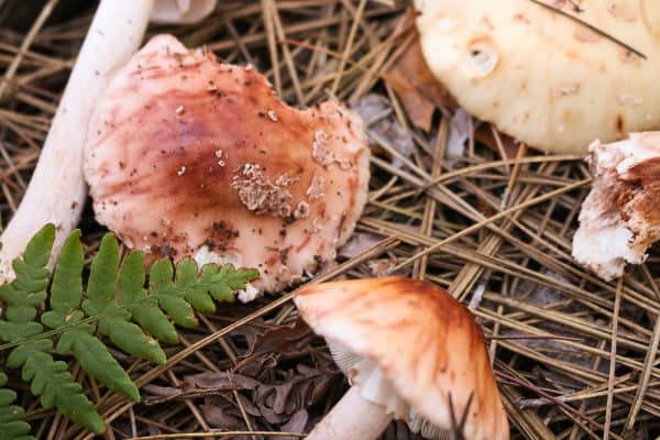 Amanita amerirubescens from Wisconsin