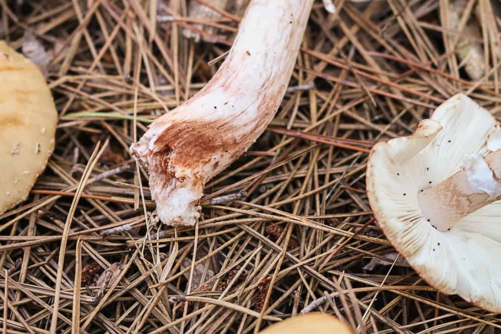 Amanita amerirubescens from Wisonsin