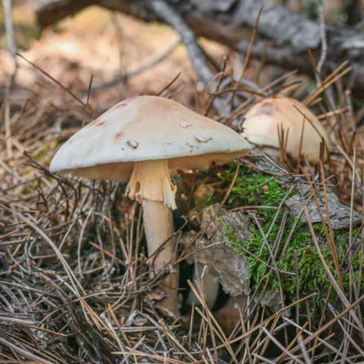 The Blusher: Amanita amerirubescens