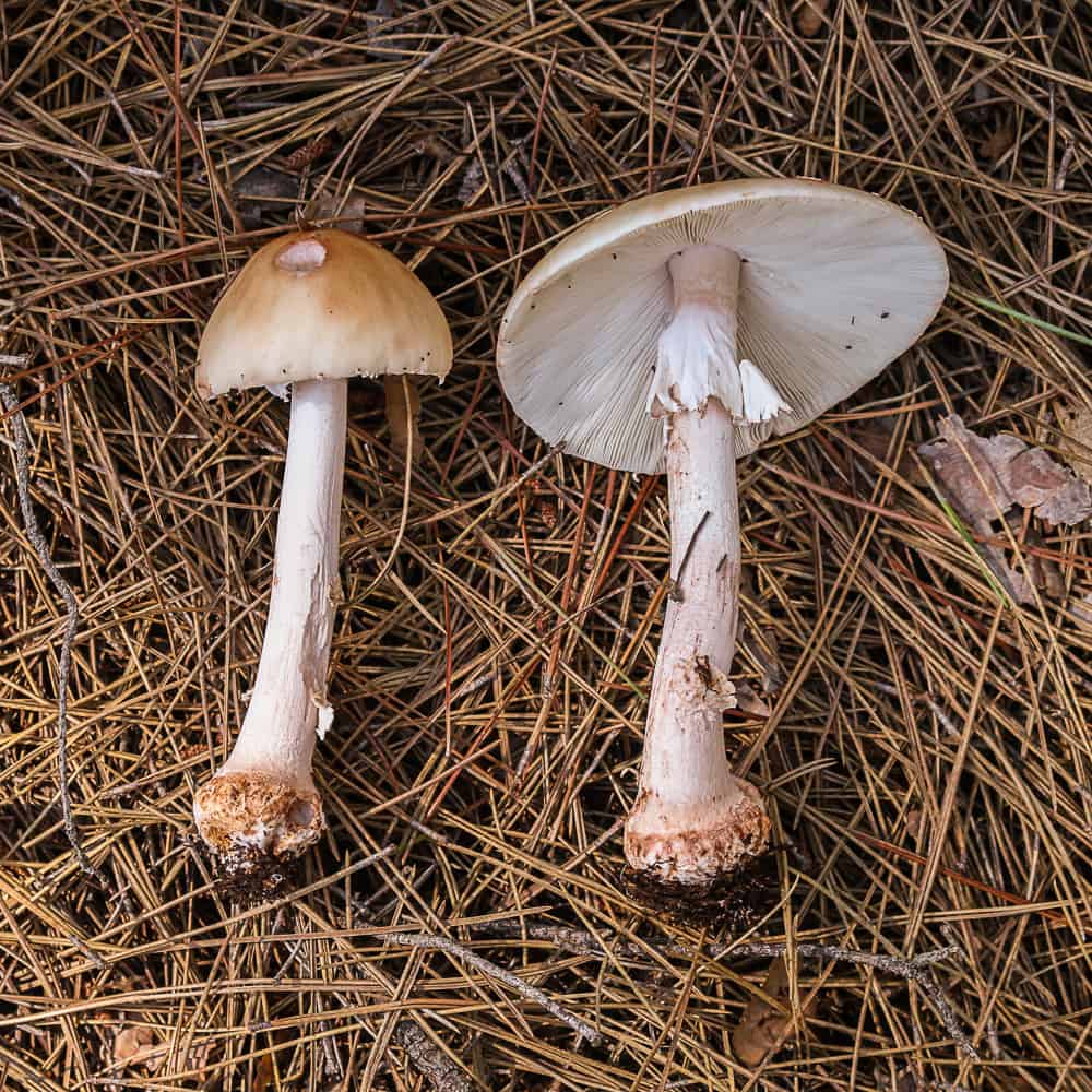 Amanita amerirubescens from Wisconsin 