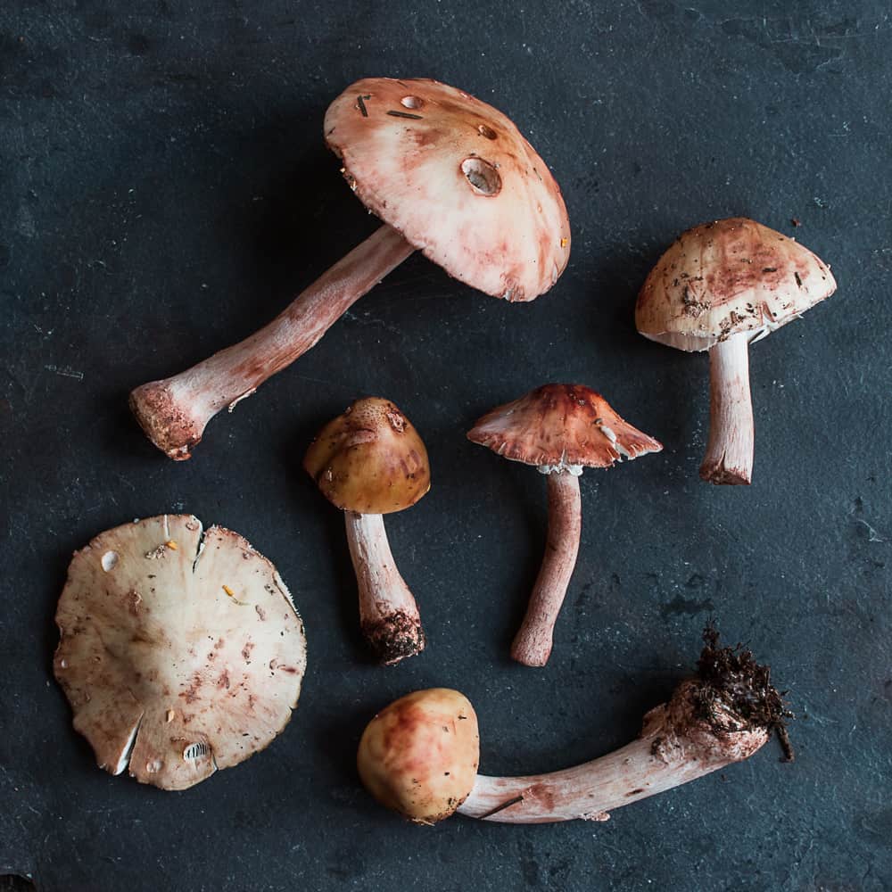 Amanita amerirubescens from Wisconsin