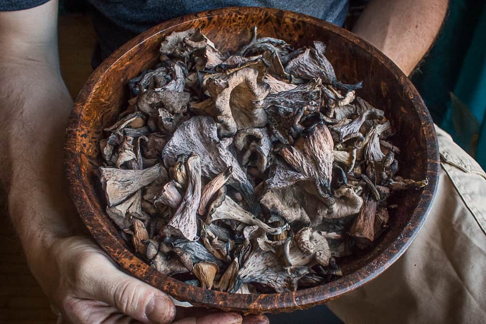 Black trumpet mushrooms Craterellus fallax