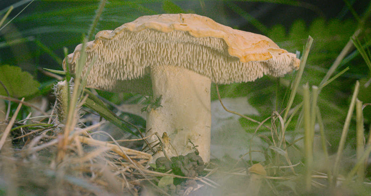Hedgehog mushrooms. Image by Jesse Roesler.