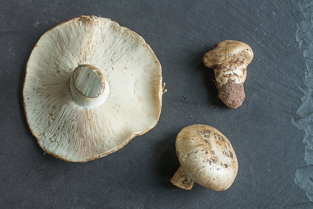 Matsutake mushrooms from Minnesota