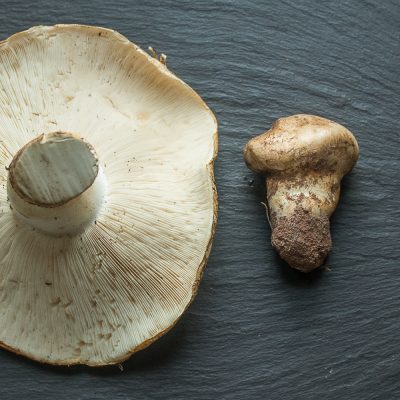 Matsutake mushrooms from Minnesota