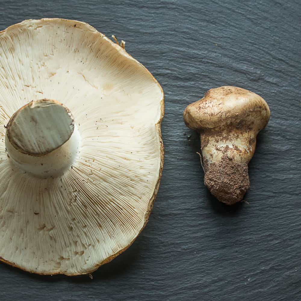 Hunting Matsutake Mushrooms in Minnesota