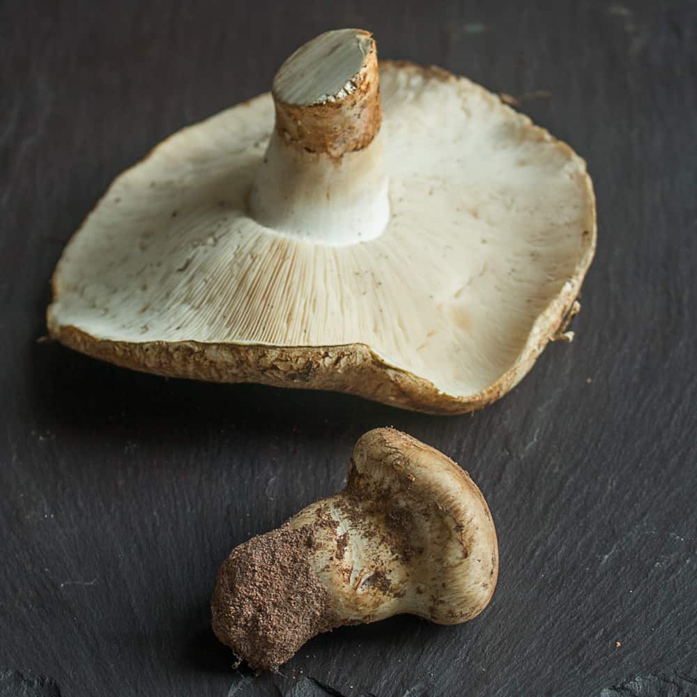 Matsutake mushrooms from Minnesota