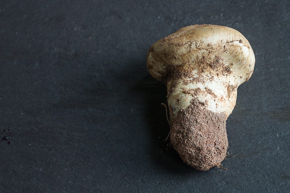 Matsutake mushrooms from Minnesota