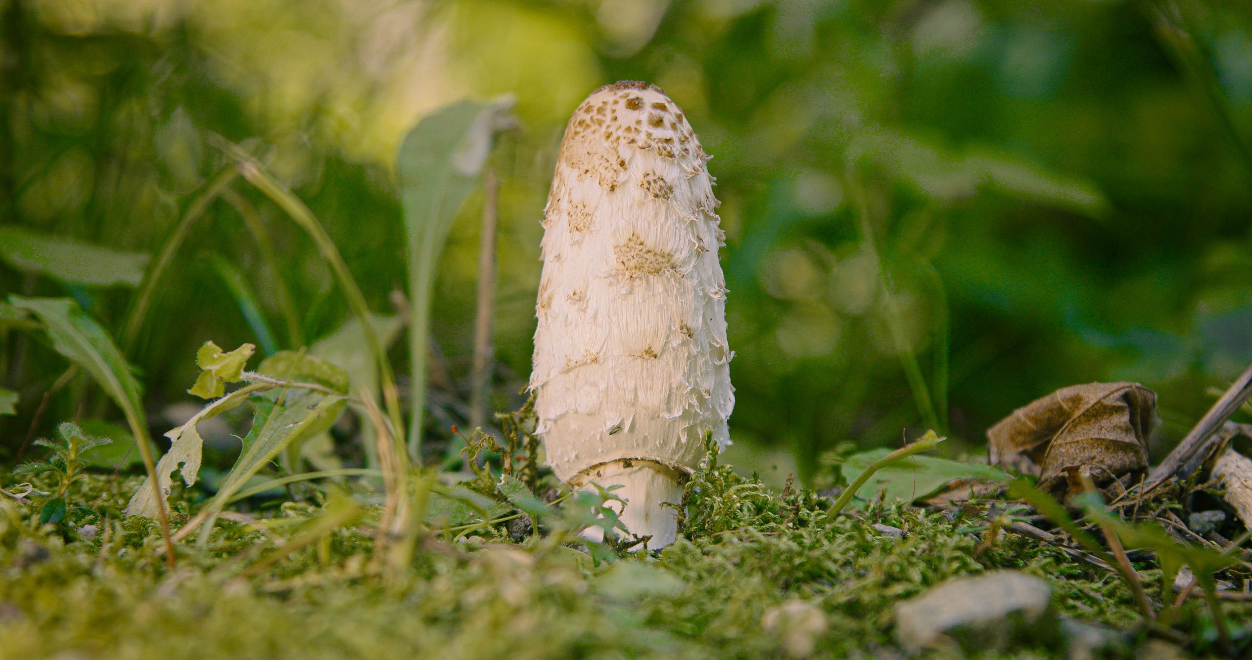 Shaggy mane mushrooms