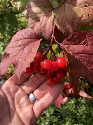 "Flag River" Highbush cranberries