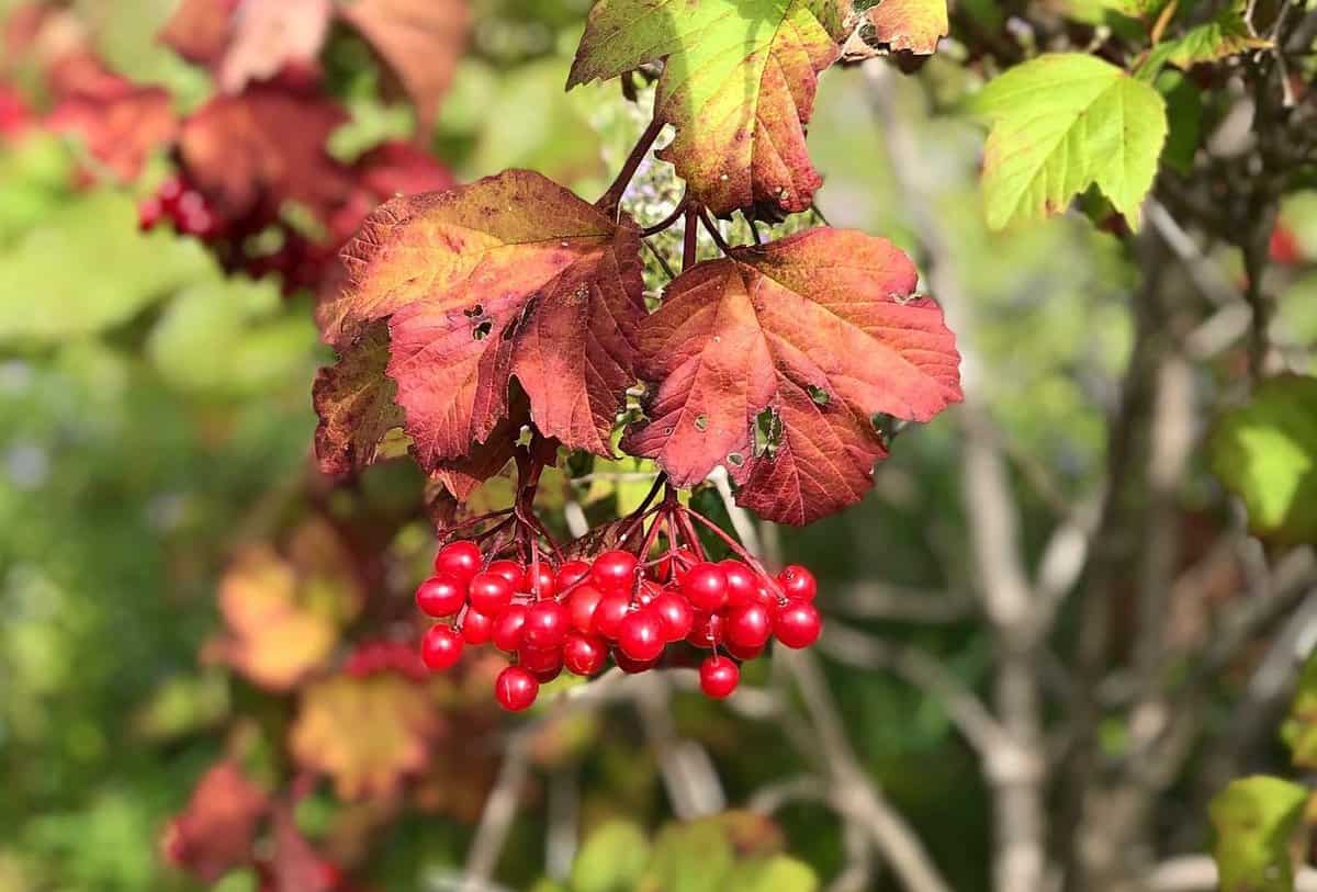 Highbush cranberries or Viburnum 