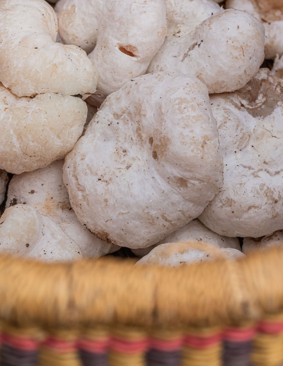 Shrimp of the woods, aborted entoloma or Entoloma abortivum mushrooms