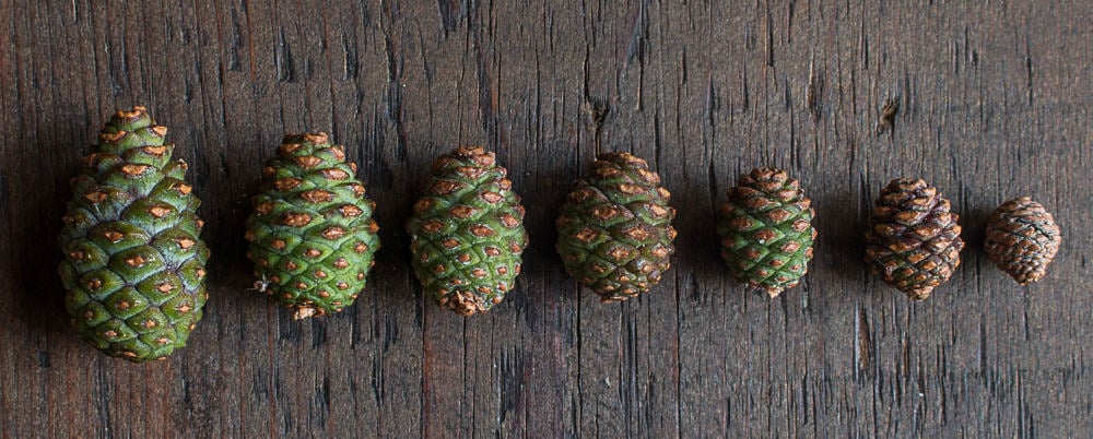 Adolescent Pine Cones Green Pine Cones (3)