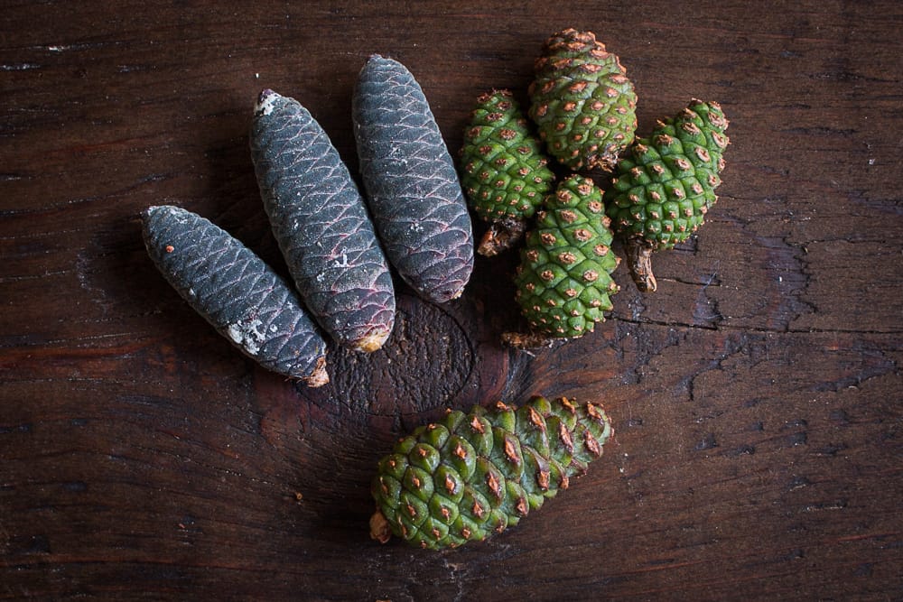 Red pine and balsam fir cones for making syrup