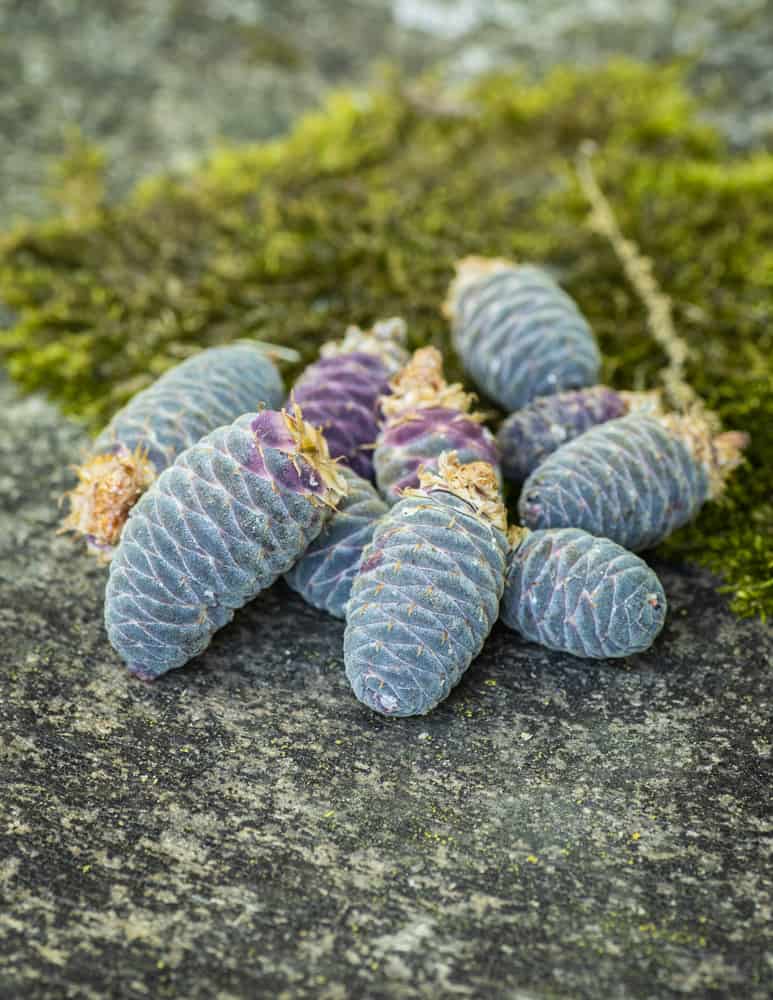 Balsam fir cones for making pine cone syrup