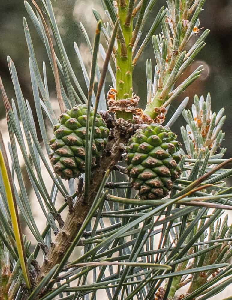 Green black pine cones or Pinus nigra for pine cone syrup
