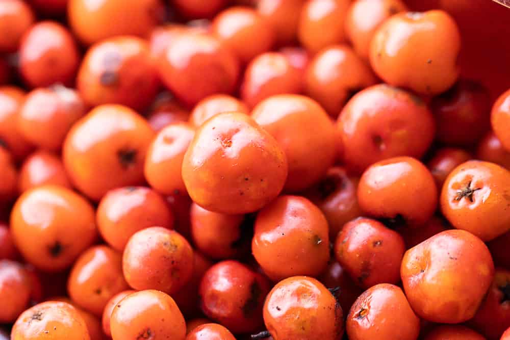 Edible rowanberries or mountain ash berries