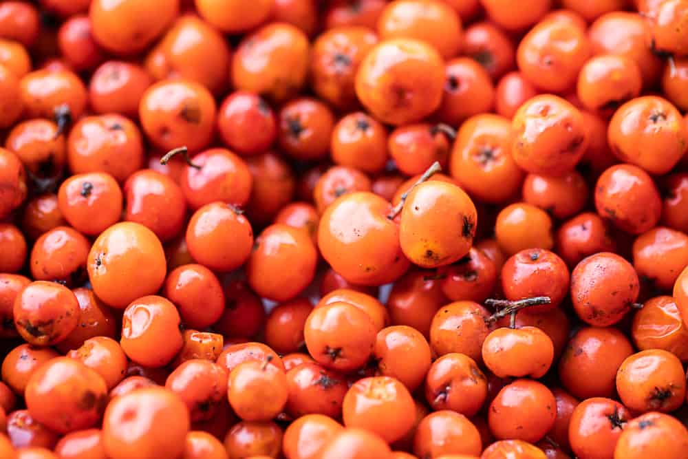 Edible rowanberries or mountain ash berries