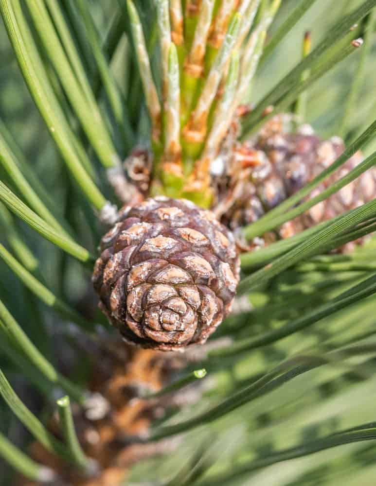 Unripe red pine cones for pine cone syrup