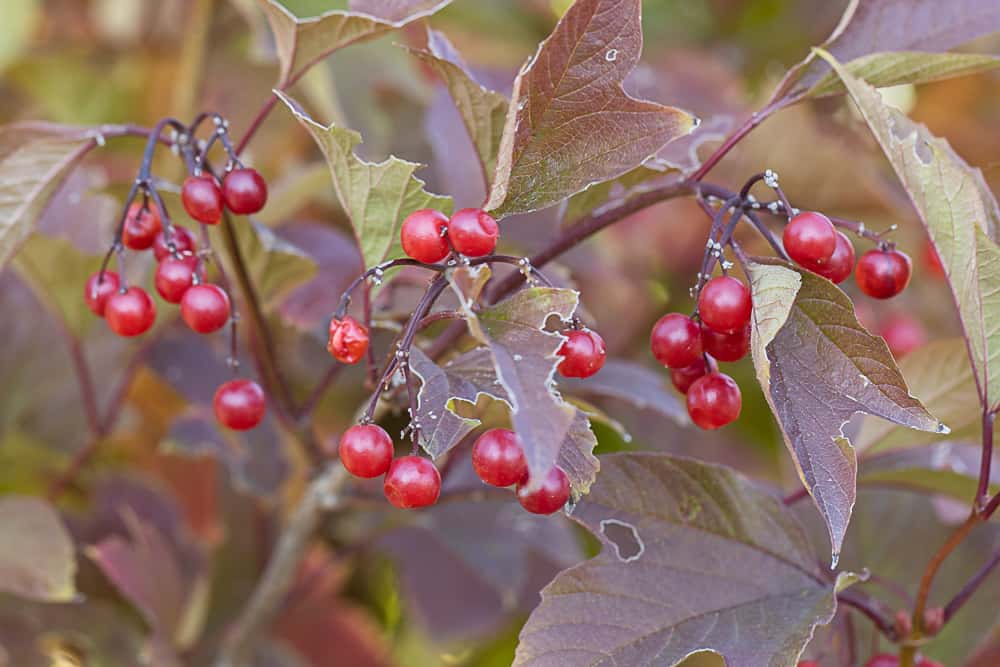 Highbush cranberries or Viburnum trilobum