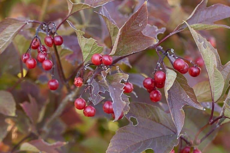 Classic Highbush Cranberry Sauce - FORAGER | CHEF