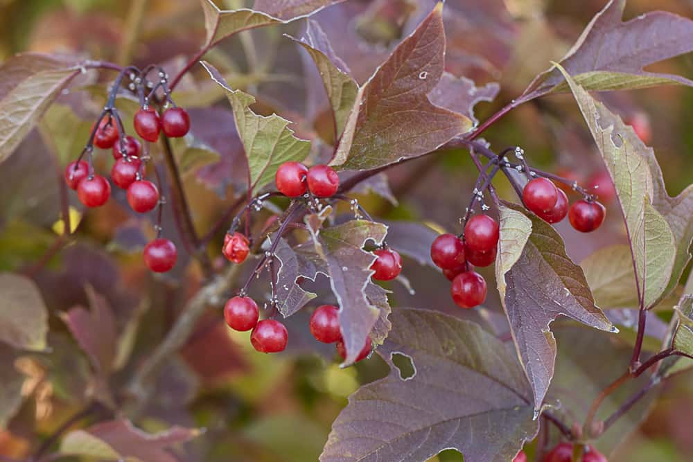 Highbush cranberries or Viburnum trilobum