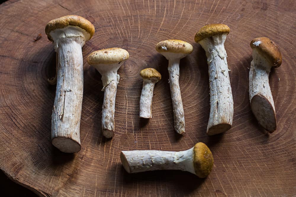 Edible honey mushrooms honey fungus, or Armillaria mellea