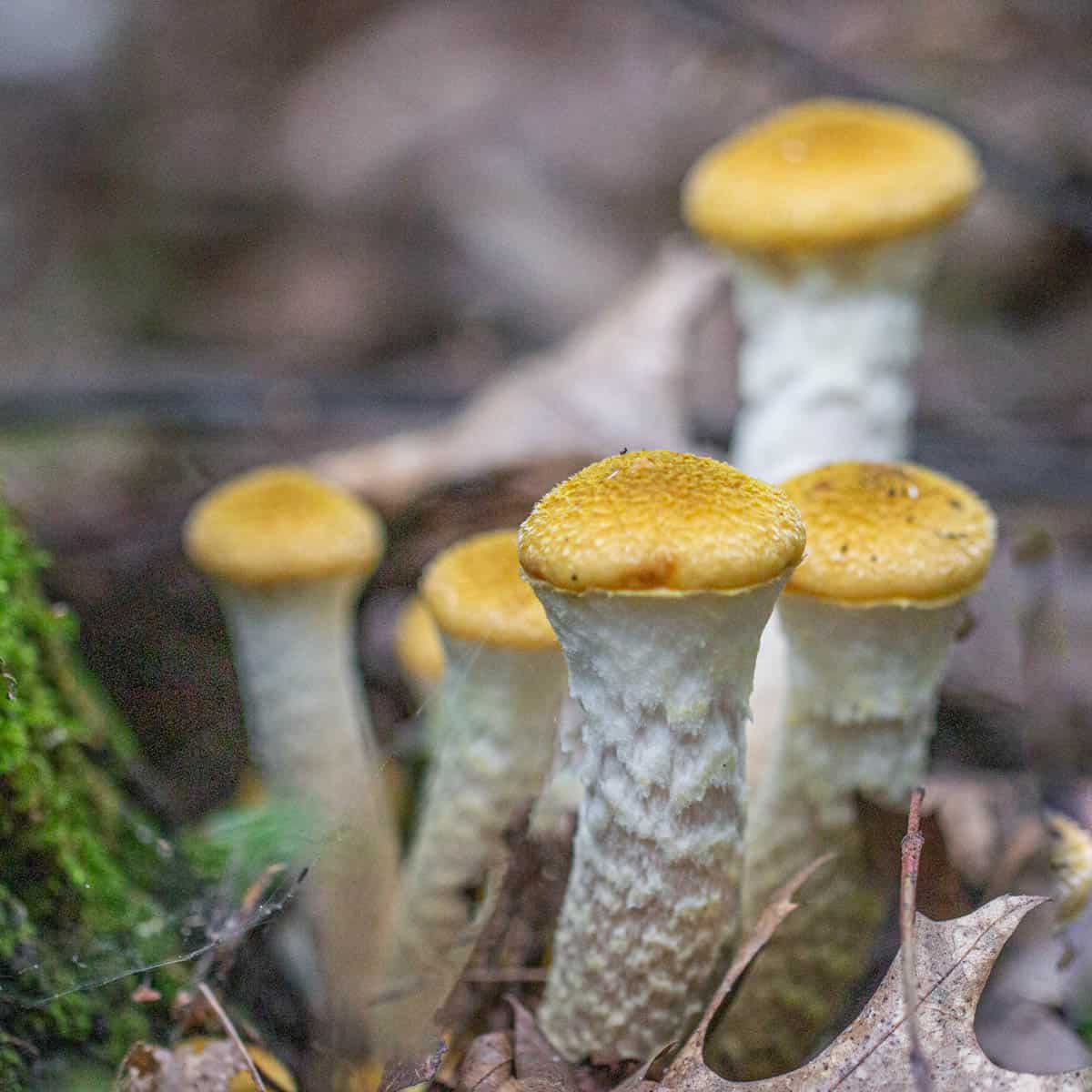 Edible honey mushrooms honey fungus, or Armillaria mellea