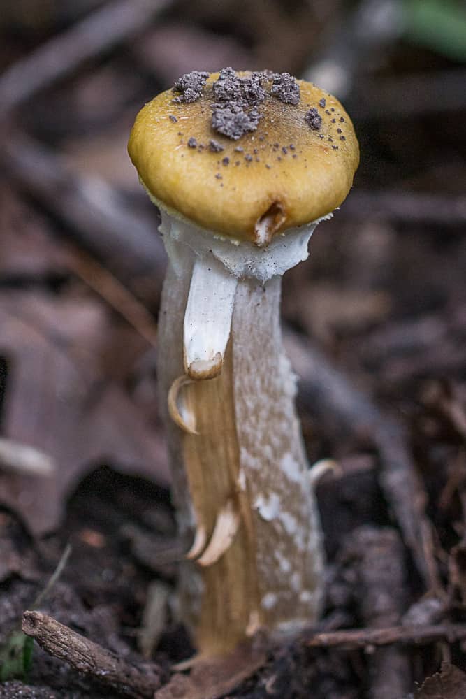 Edible honey mushrooms or Armillaria mellea