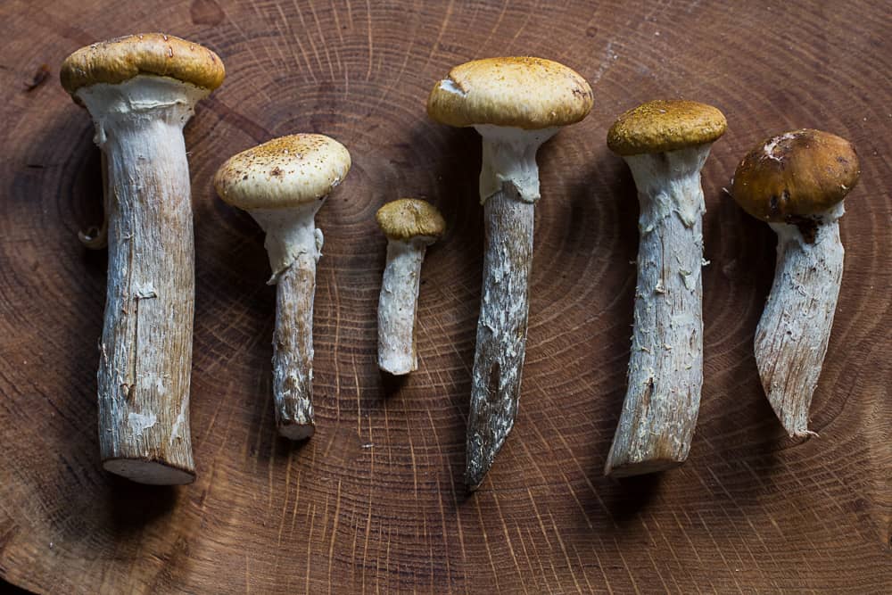 Edible honey mushrooms or Armillaria mellea 