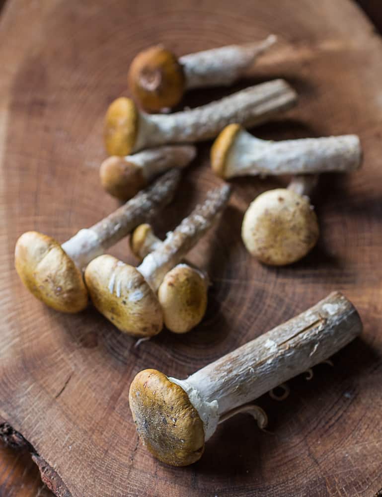 Edible honey mushrooms or Armillaria mellea