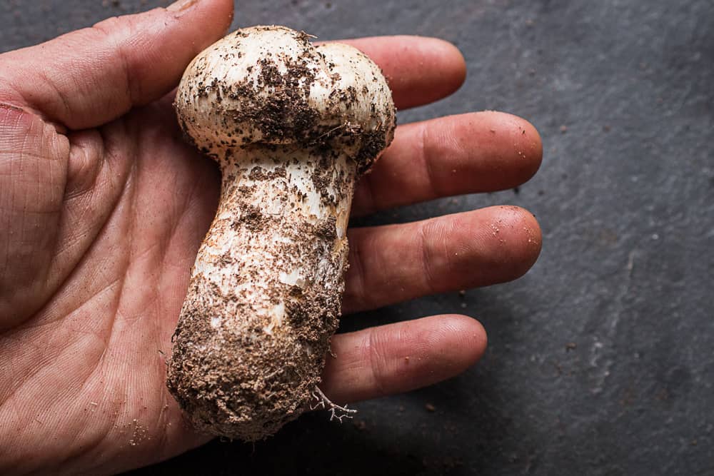 Matsutake mushrooms, Tricholoma magnivelare, from Minnesota