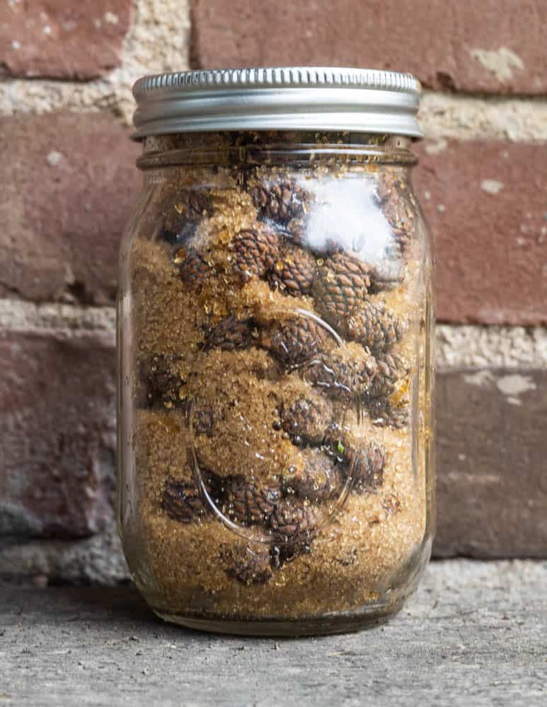 Making fermented foraged pine cone syrup or mugolio