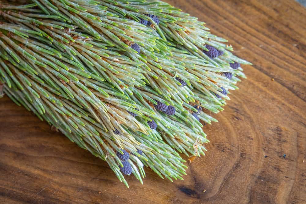 Red pine tips for making syrup 