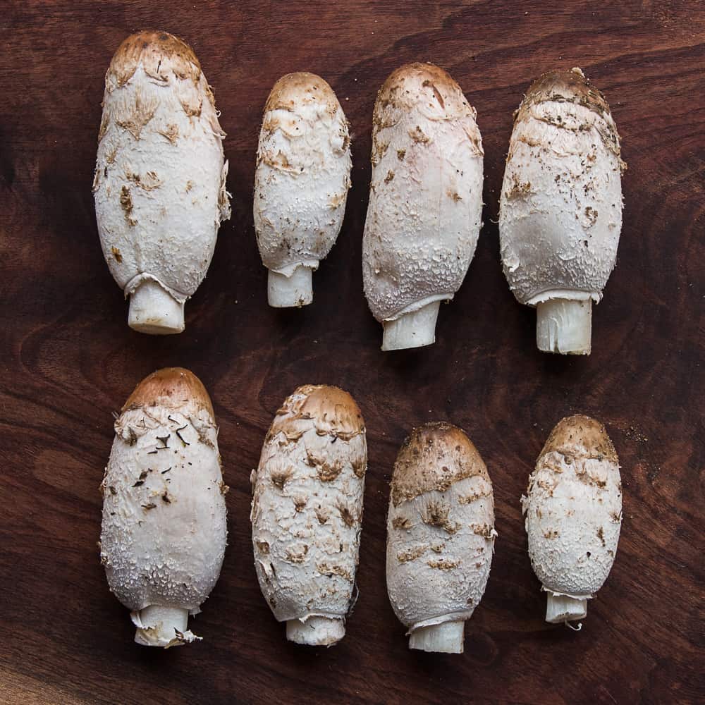 Shaggy Mane Mushrooms or Coprinus comatus_-2