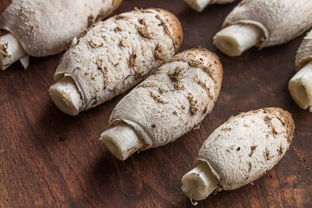 Shaggy Mane Mushrooms or Coprinus comatus_