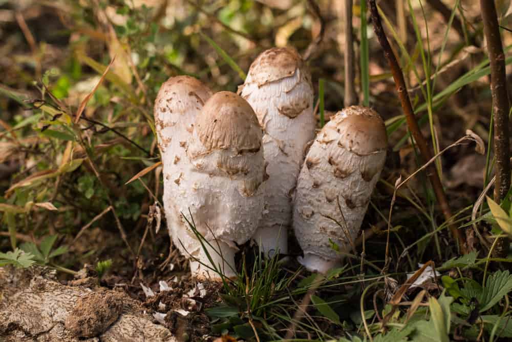 Shaggy mane mushrooms or coprinus comatus