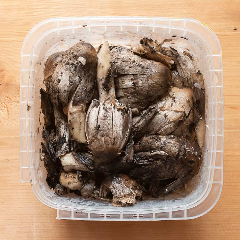 How to make shaggy mane mushroom ink recipe