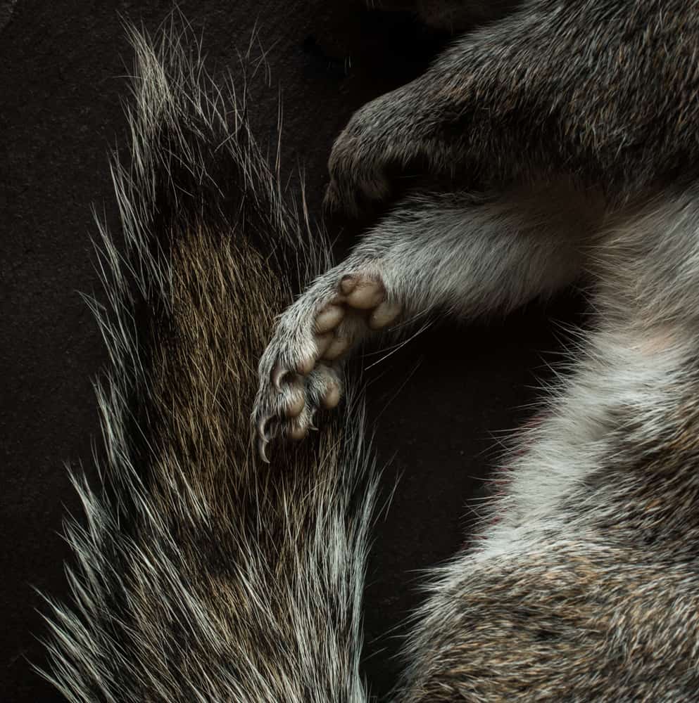 Squirrel still life 