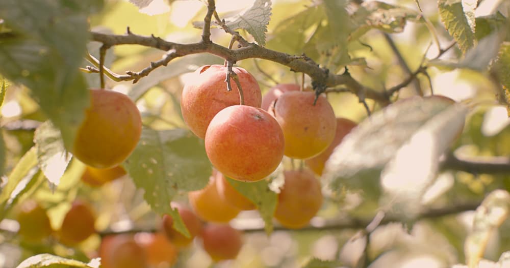 Wild Plums Prunus americana image by Jesse Roesler