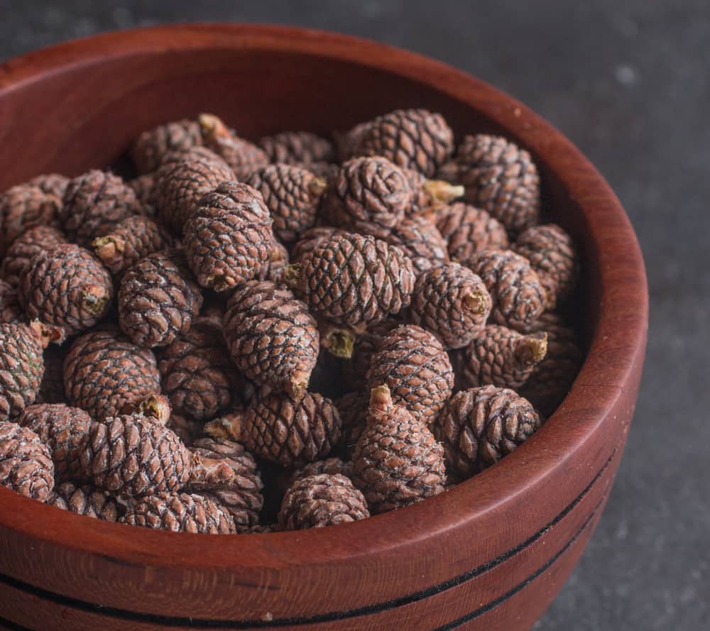 Young edible red pine cones for pine cone syrup or mugolio