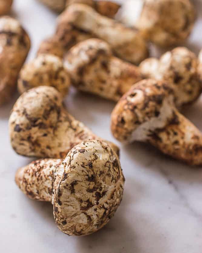 Matsutake mushrooms Tricholoma murrillianum from Washington