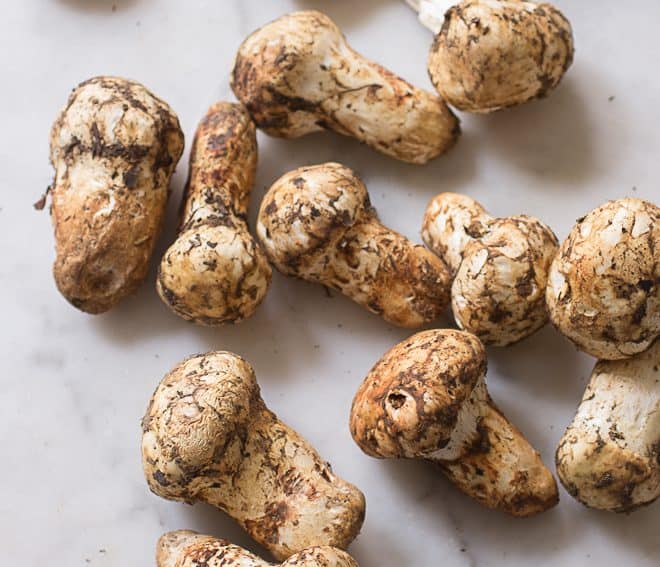 Matsutake mushrooms Tricholoma murrillianum from Washington