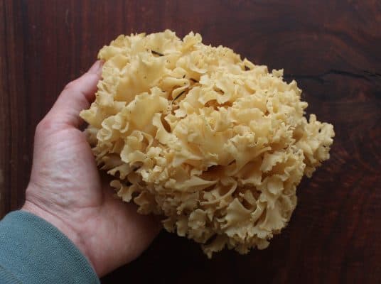 Cauliflower mushroom