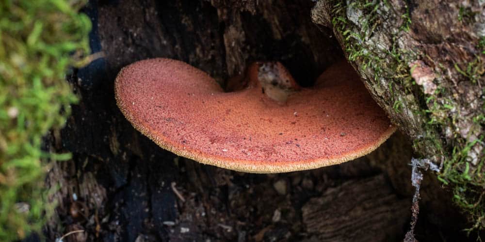 Beefsteak polypore, Fistulina hepatica, or oxtongue fungus