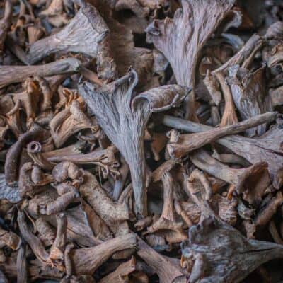 Black trumpet mushrooms from Minnesota, Craterellus fallax 