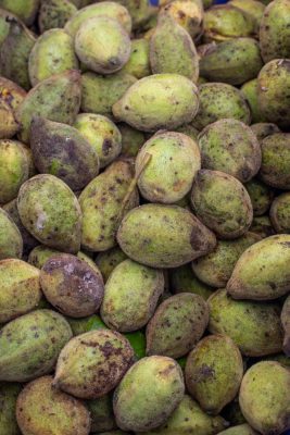 Freshly harvested butternuts or white walnuts