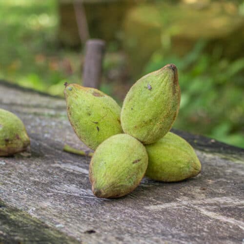 Buterdnuts Foraging Butternuts or White Walnuts (Juglans cinerea)