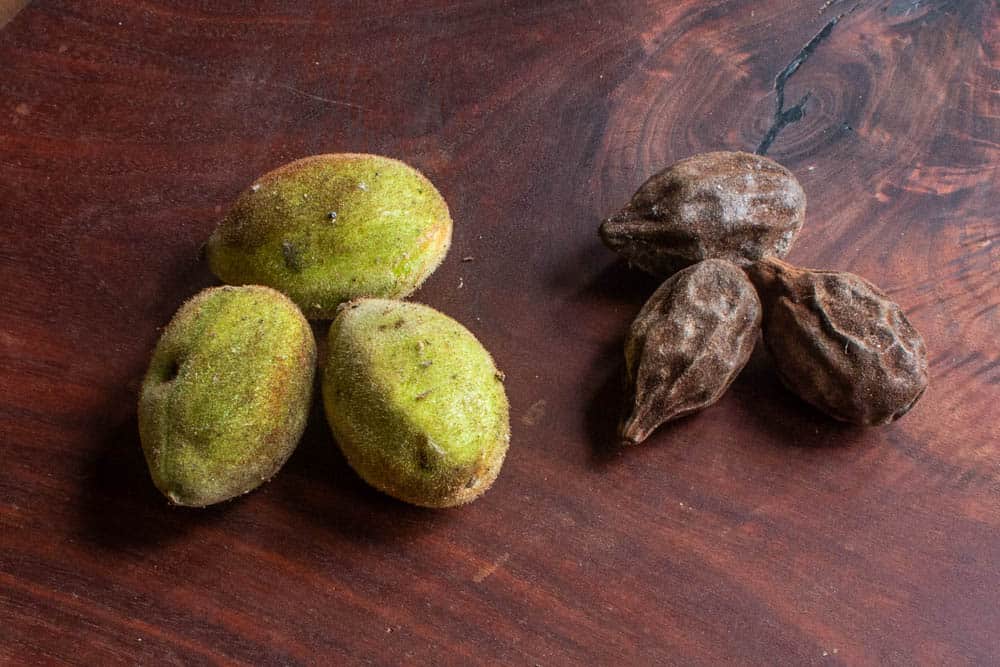 Fresh green butternuts and dried butternuts